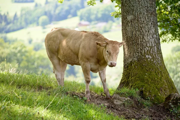 Veal in the pastures — Stock Photo, Image
