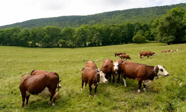 Vaches dans la montagne des pâturages — Photo