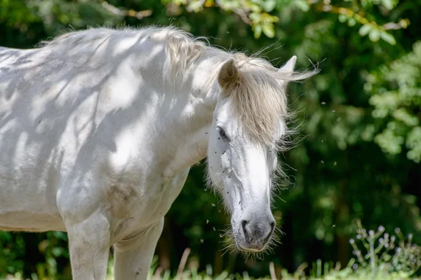 木のある畑の白い馬 — ストック写真