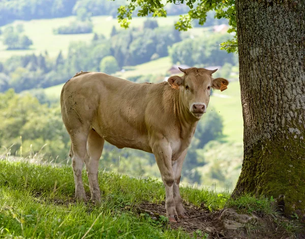Veal in the pastures — Stock Photo, Image
