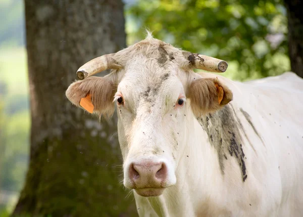 Vit ko i berget betesmark — Stockfoto