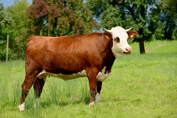 A hegyi legelőkön tehén — Stock Fotó