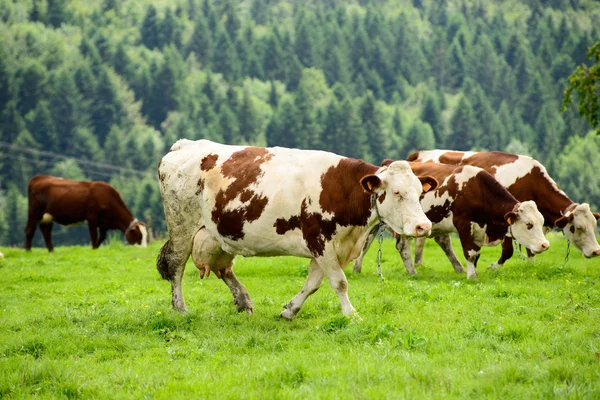 Cow in the mountain pastures — Stock Photo, Image