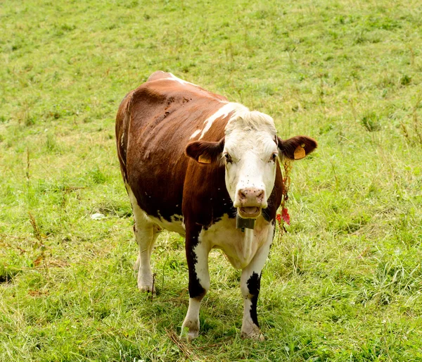 A hegyi legelőkön tehén — Stock Fotó