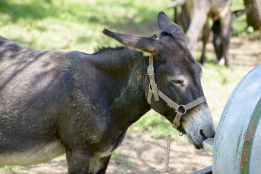 Minik eşek bir çayırda