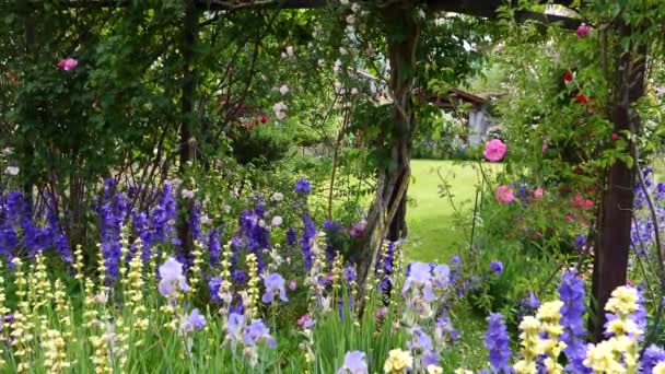 Hermosas Flores Jardín Verano — Vídeos de Stock