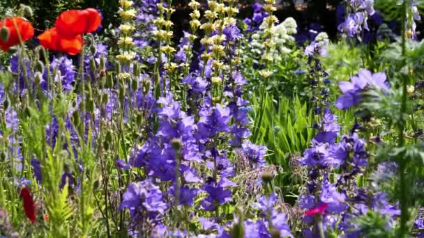 Vackra Blommor Trädgården Sommaren — Stockvideo