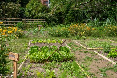 Yazın sebze bahçesi.