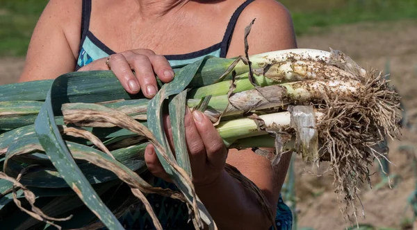 Una Mujer Sosteniendo Puerros Crudos — Foto de Stock