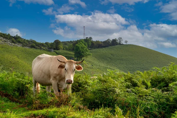 White Cow Grazing Mountain French Pyrenees — Stock Photo, Image