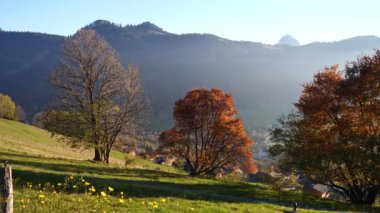 Sonbahar manzarası güzel renkli ağaçlar