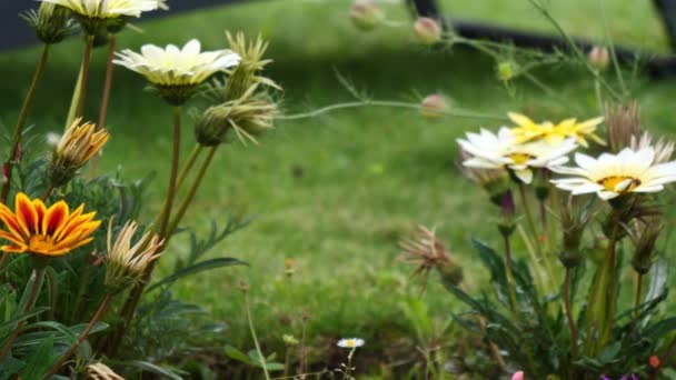 Schöne Blumen Garten Zur Sommerzeit — Stockvideo