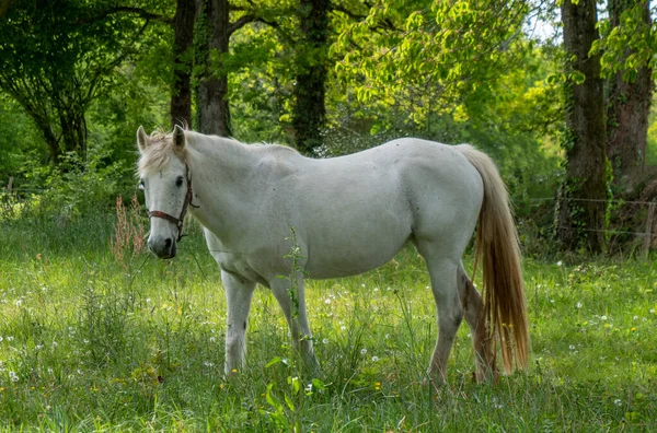 Білий Кінь Лісі Літній Час — стокове фото