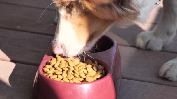 Pies Jedzący Miskę Granulatu — Wideo stockowe
