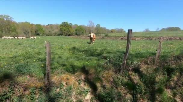 Taurus Broutant Dans Prairie — Video