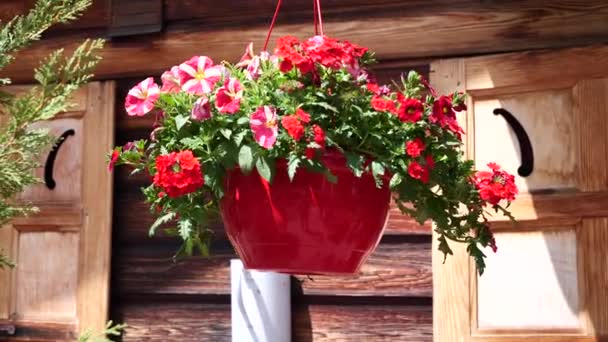 挂篮的美丽的鲜花 — 图库视频影像