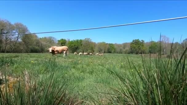 牧草地でのタウルスの放牧 — ストック動画