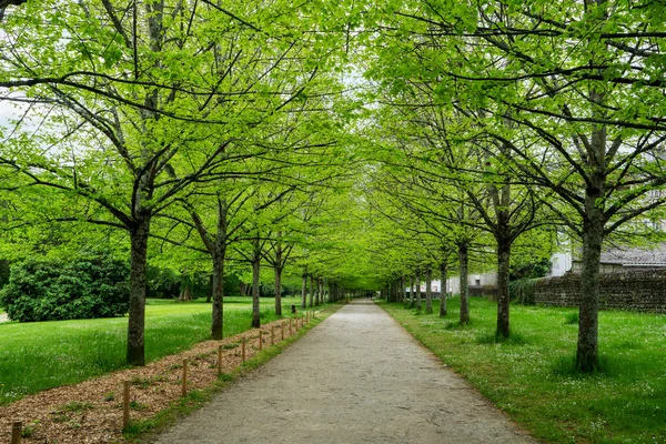 Alley Trees Spring Time — Stock Photo, Image