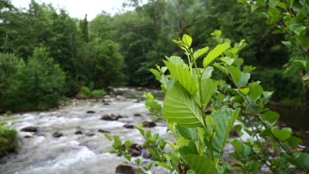 Κλαδί Φρέσκα Φύλλα Πάνω Από Νερό Ποτάμι Βουνό — Αρχείο Βίντεο