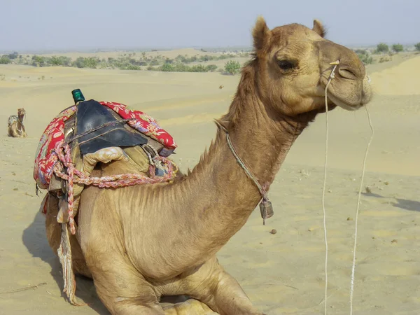 Camelo Deserto Índia — Fotografia de Stock