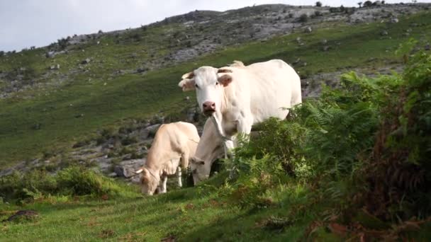 带着奶牛在比利牛斯山路上远足的妇女 — 图库视频影像