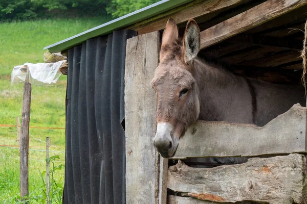 Donkey Barn Farm Pyrenes France — Stock fotografie