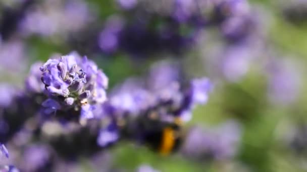 Bumblebee Gathers Purple Flowers — Video Stock