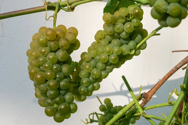 Close Green Grapes Vineyard —  Fotos de Stock