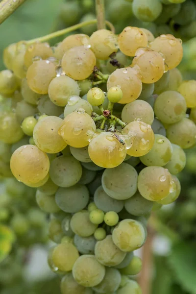 Close Green Grapes Vineyard — Photo