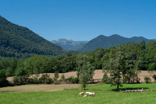 Manada Vacas Prado Verde Nas Montanhas Francesas Dos Pirenéus — Fotografia de Stock