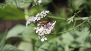 Yeşil bitki yaprağını keşfeden bir böceği yakından çek.