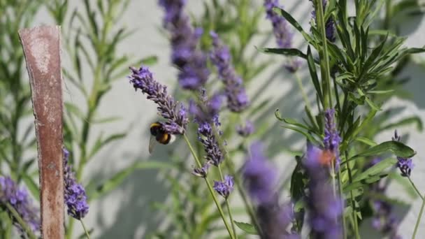 Petit Bourdon Rassemble Lavande Ralenti — Video