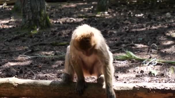 Macaco Berberisco Macaca Sylvanus Retrato Cabeza Primates — Vídeos de Stock