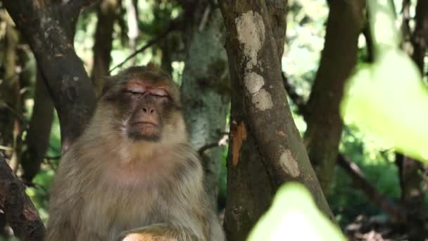 Barbariskt Makak Macaca Sylvanus Primathuvudporträtt — Stockvideo