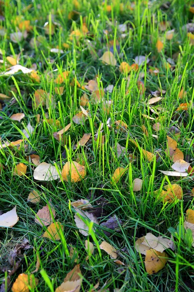 Green grass with yellow autumn leaves of birch — Stock Photo, Image