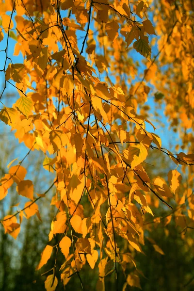 Yellow autumn birch leaves on thin branches, illuminated by the sun, on a background of blue sky 002 — Stock Photo, Image