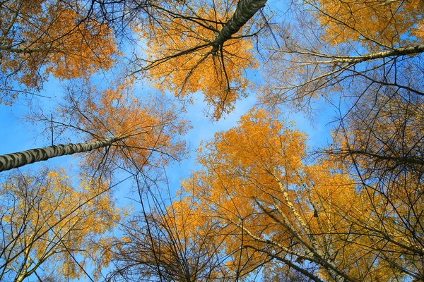 Gelbe Herbst-Birkenblätter auf dünnen Ästen, von der Sonne gegen den blauen Himmel von unten nach oben beleuchtet, die Bäume, so dass die Aussicht auf nach oben — Stockfoto