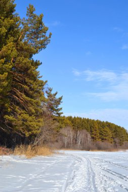 Kayak pistlerinin bir ormanda