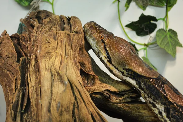 Python oturum açma dinleniyor