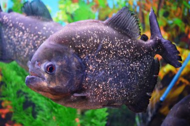 Piranha.Serrasalminae