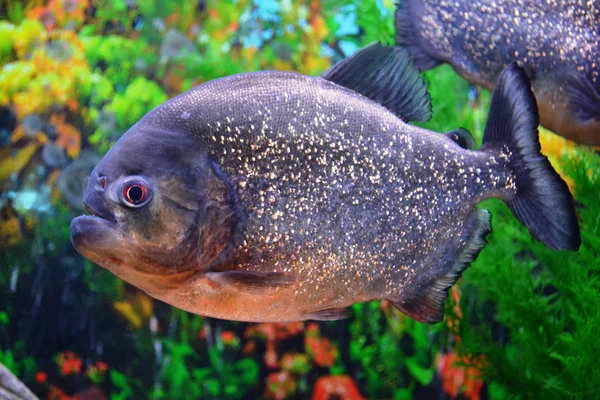 Piranha.Serrasalminae
