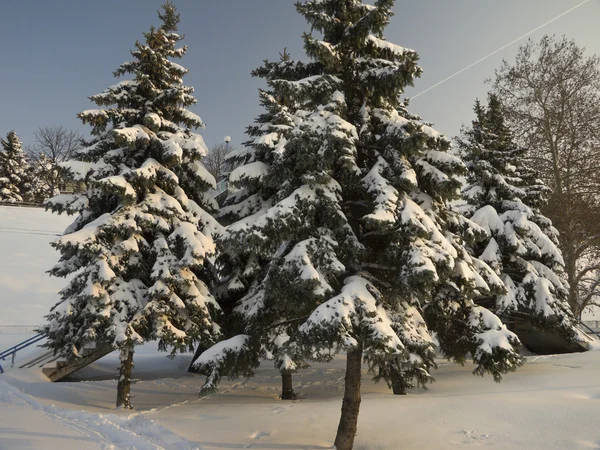 Zimní čas - Kráska v přírodě — Stock fotografie