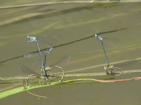 Dragonfly insekter, vilande på bladen i floden — Stockfoto