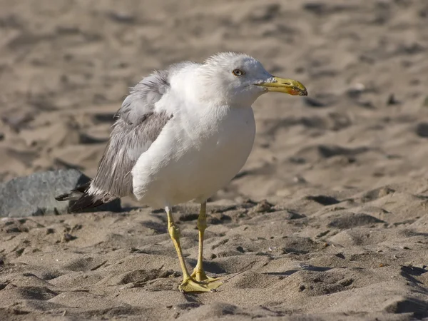 Zeemeeuw op een zandige kustlijn vroeg in de ochtend — Stockfoto