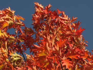 Sonbaharın güzel renkler