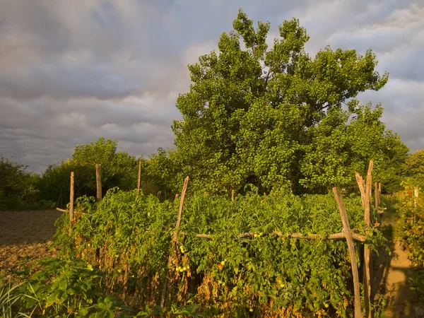 Bio giardino al mattino luce del sole — Foto Stock