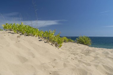 Bulgaristan 'da kum tepeleri ve mavi gökyüzü ile güneşli plaj