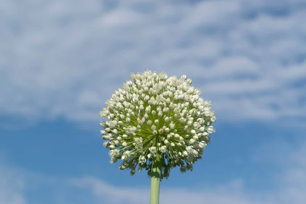 Close Budding Haggard Onion Plants Summer Day — Stock Photo, Image