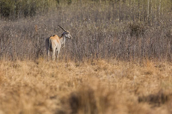 Kudu in campo — Foto Stock