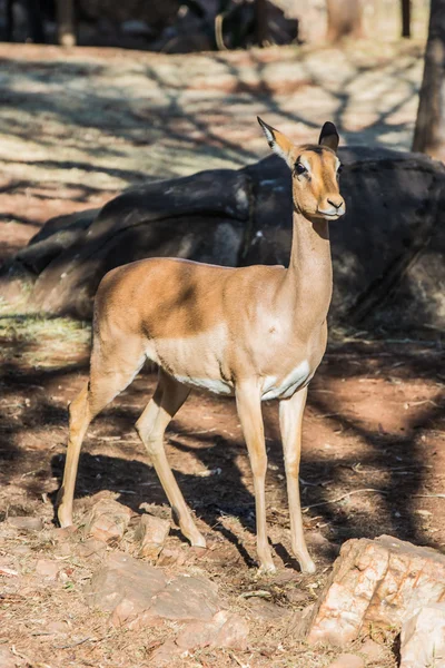 Antilope saltante — Foto Stock